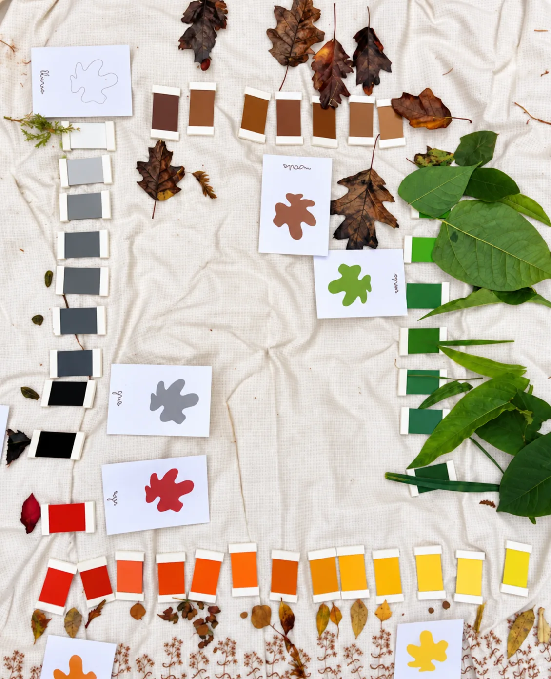 Des feuilles et des graines classées auprès de tablettes de couleurs.